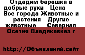 Отдадим барашка в добрые руки › Цена ­ 1 - Все города Животные и растения » Другие животные   . Северная Осетия,Владикавказ г.